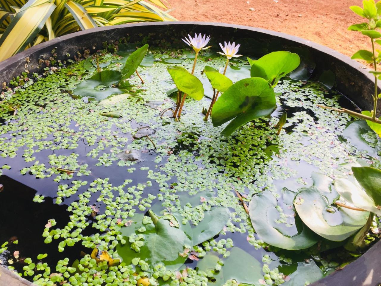 Sweet Home Tourist Rest, Cooking Classes & Tours Anuradhapura Eksteriør billede